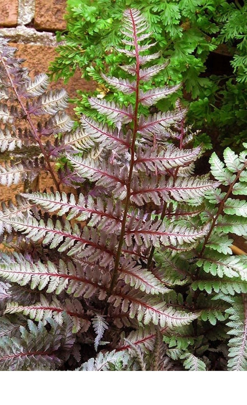 SPRING SALE - Regal Red Fern Plant Live in Pot Perfect Gift House Plant ...