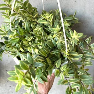 May include: A hanging plant with green and yellow variegated leaves. The plant is in a white pot and suspended by white cords. The leaves have a vibrant mix of green and yellow, creating a visually appealing contrast. The plant is lush and full, with many leaves.