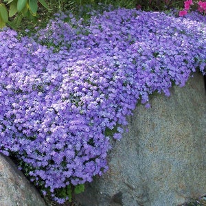 BLUE Emerald Creeping Phlox Flowers Periwinkle Ground Cover - Etsy
