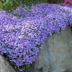 May include: A large rock covered in a carpet of light purple flowers. The flowers are in full bloom and create a beautiful display.