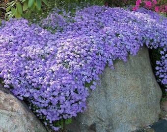 Bleu émeraude Creeping Phlox fleurs pervenche couvre-sol plante vivante