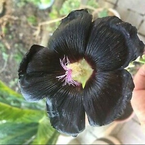 THREE (3) Black Hollyhock Nigra Flower Grows 6-8 Feet Tall Live Plant Perennial zone 4-9 USA Seller plant in Fall for Summer Flowers