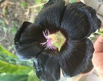 THREE (3) Black Hollyhock Nigra Flower Grows 6-8 Feet Tall Live Plant Perennial zone 4-9 USA Seller plant in Fall for Summer Flowers