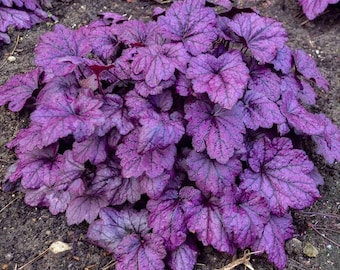 SPRING SALE - PURPLE Grande Amethyst Heuchera with Flowers Perennial Coral Bells