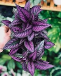 Persian Shield Houseplants Live Plant in Pot indoor 2.5" Pot Rare Fast Growing Plants Home Decor Gift