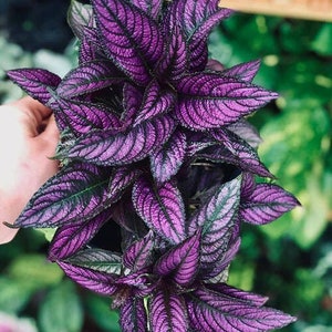 Persian Shield Houseplants Live Plant in Pot indoor 2.5" Pot Rare Fast Growing Plants Home Decor Gift