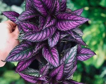 SPRING SALE - Persian Shield Houseplants Live Plant in Pot indoor 2.5" Pot Rare Fast Growing Plants Home Decor Gift