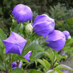 Balloon Flower Astra Blue Perennial Plants Zones 3-8 Vigorous Platycodon grandiflorus 'Astra Double Blue' Live Plant