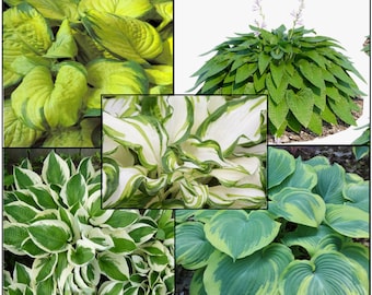 3 Pack Mixed Hosta
