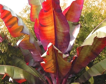 OFERTA DE PRIMAVERA - Plántula de plátano rojo Ensete Maurelii, árbol de rápido crecimiento, belleza. ***Suministro limitado***