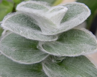 Cobweb Trasdencantia Sillamontana Spiderwort Live Plants 2.5" x 4" inch potted house plants Succulents