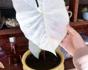 June Bride Caladium Plant Houseplants Live Plants House Plant Bulbs Small Starter Fast Growing Plants WHITE