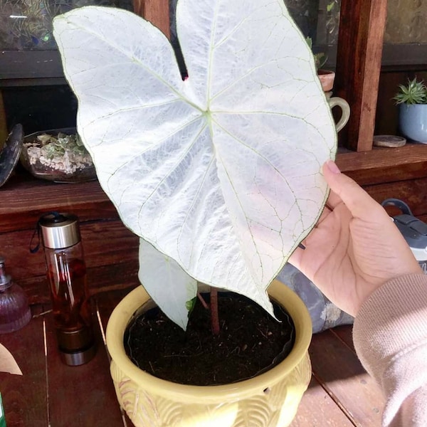 June Bride Caladium Plant Houseplants Live Plants House Plant Bulbs Small Starter Fast Growing Plants WHITE