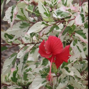 Może przedstawiać: Pojedynczy czerwony kwiat hibiskusa kwitnie na tle pstrokatych liści. Liście są białe z zielonymi plamami, tworząc uderzający kontrast z żywym czerwonym kolorem kwiatu.