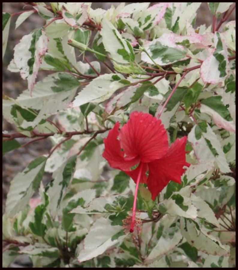 Może przedstawiać: Pojedynczy czerwony kwiat hibiskusa kwitnie na tle pstrokatych liści. Liście są białe z zielonymi plamami, tworząc uderzający kontrast z żywym czerwonym kolorem kwiatu.