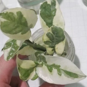 Pothos Njoy Cuttings Variegated RARE House plants Easy Rooting Propagation Clippings Houseplants LIVE