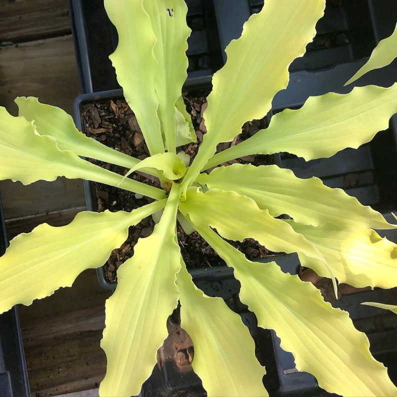 Hosta Wiggles and Squiggles - Thumbnail 3