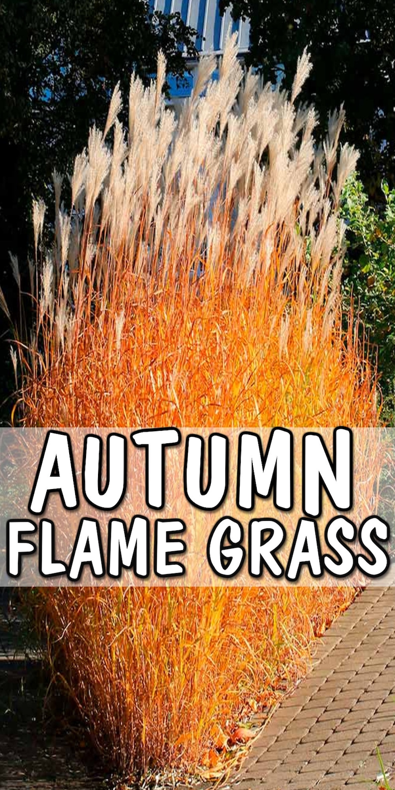 Autumn Flame Grass Purpurascens Perennial Ornamental 1 Live Plant Clumping Fast Growing Plants dormant through winter image 7