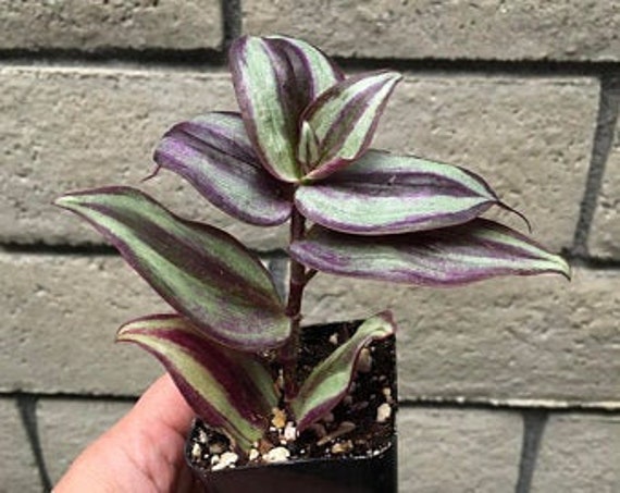 Wandering Jew Tradescantia Burgundy 5 Cuttings Wandering Jew Tradescantia Burgundy 5 Cuttings