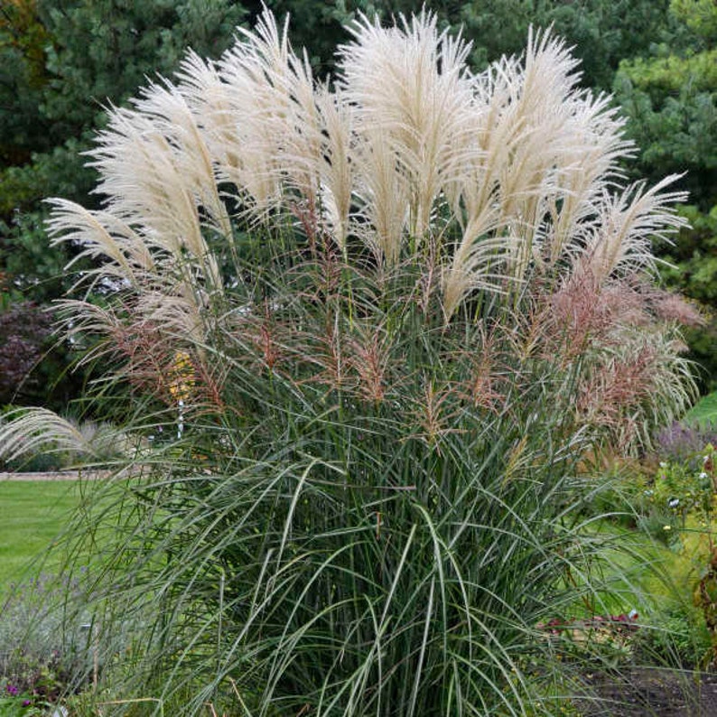 FIRE Grass Graziella White Plumes Miscanthus sinensis Red Orange Fall Color Perennial Ornamental 1 Live Plant Clumping Fast Growing Plants image 3