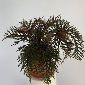 Begonia Fern Leaf bipinnatifida Houseplants Live Plant in Pot indoor small starter 2.5 x 4 inch Rare Plants image 1