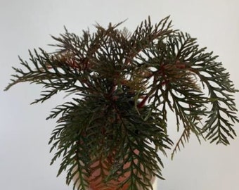 OFERTA ESPECIAL - Begonia bipinnatifida (hoja de helecho) Planta de interior viva en maceta pequeña de 6,35 x 10,16 cm (2,5" x 4") Plantas raras