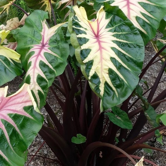 house plant oxalis 20
