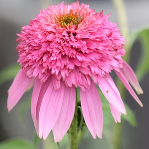 Echinacea Butterfly Kisses Pink Flowers Perennial Live Plant Summer ppp Spring Flower FULL Sun Coneflower