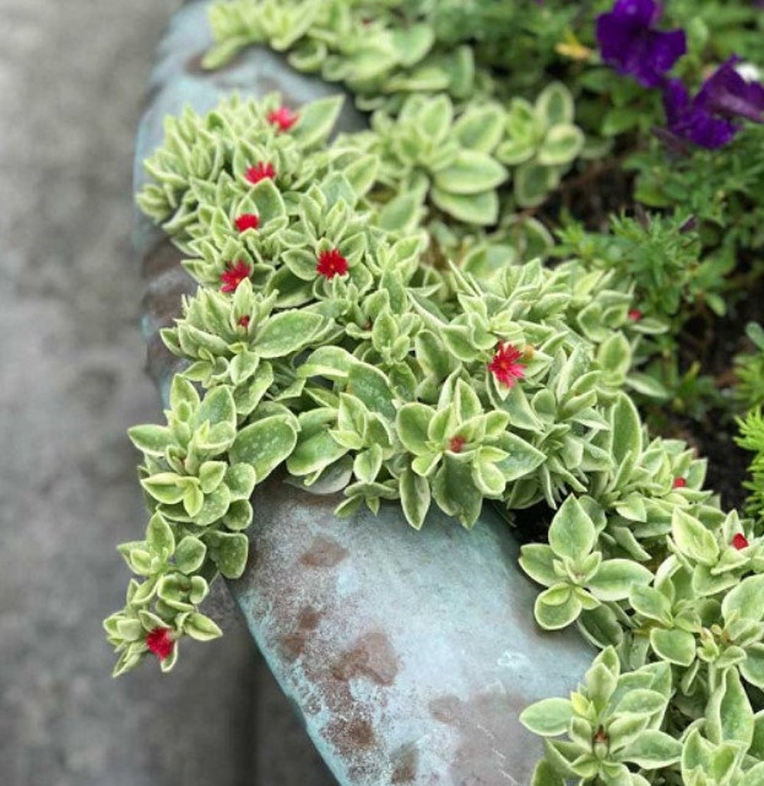 SPRING SALE - Baby Sunrose Succulents Live Plant Pink Flowers Ppp - Etsy