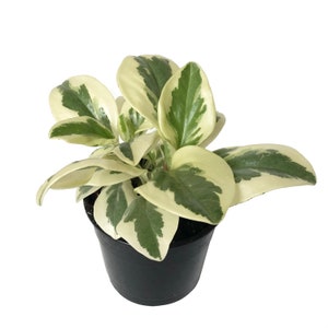 Houseplants Live Plants Peperomia Obtusifolia Variegata Marble Green & White House Plant 2.5" x 4" In Pot Indoor Plant