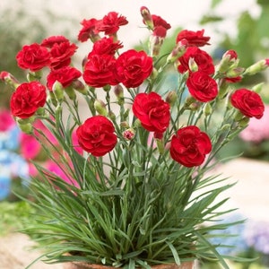 May include: A potted plant with bright red carnations in full bloom. The plant has long, green leaves and is in a brown pot.