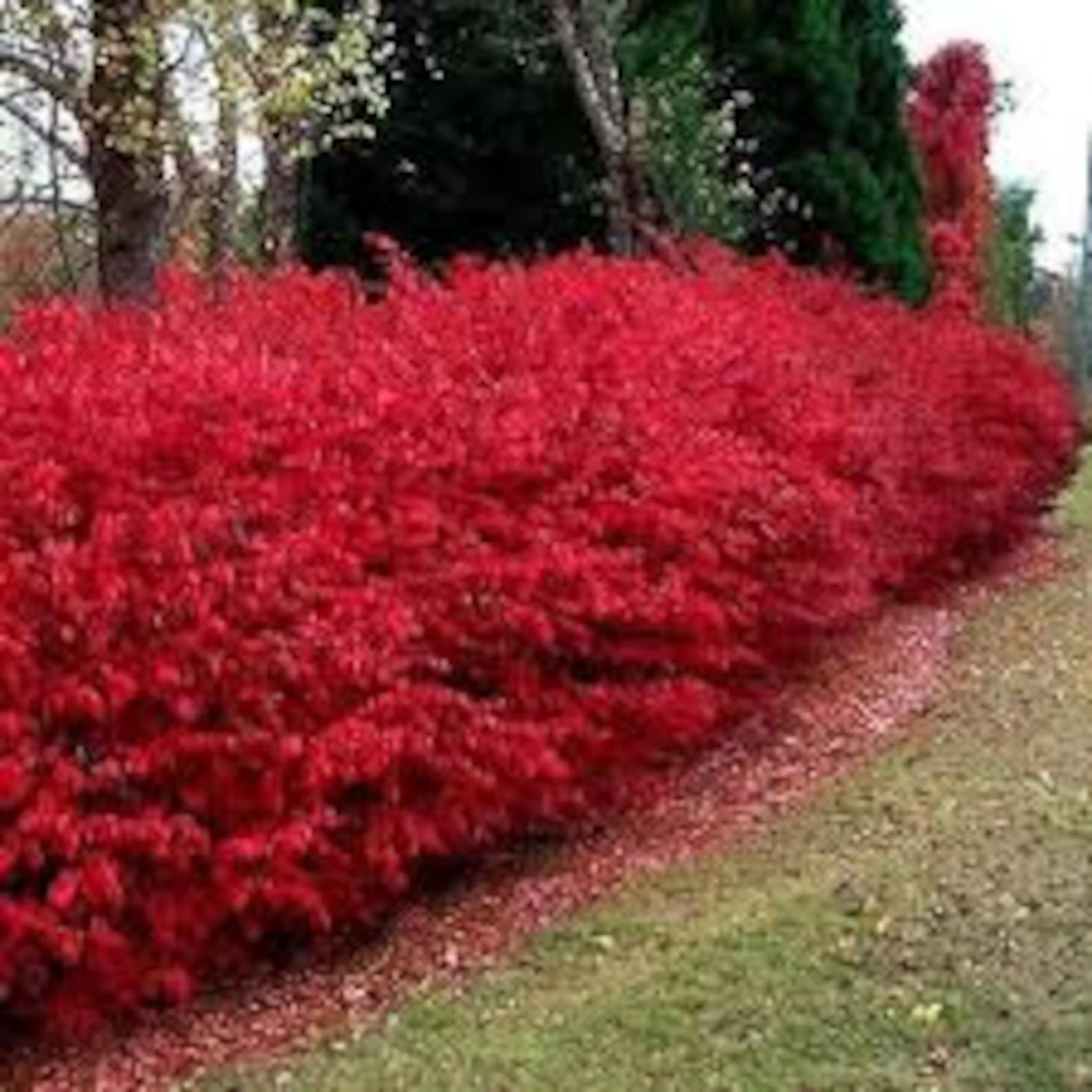 Winged Burning Bush Plant Cuttings Your Choice of 1234 or 5 Etsy