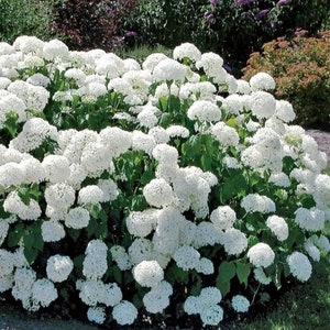 May include: A large bush of white hydrangea flowers in full bloom. The flowers are clustered together in a dense mass, creating a beautiful and eye-catching display.