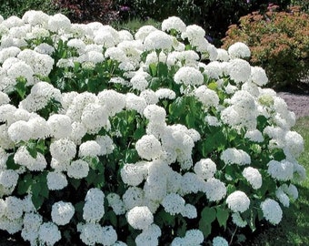 Annabelle Hydrangea White Flowers Small Starter Shrub Fast Growing Tree Live Plant