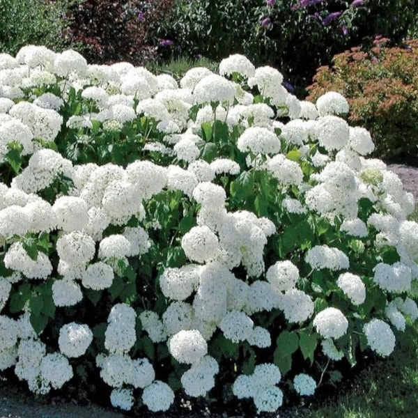 Annabelle Hydrangea White Flowers Small Starter Shrub Fast Growing Tree Live Plant