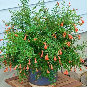 Dwarf Pomegranate Tree