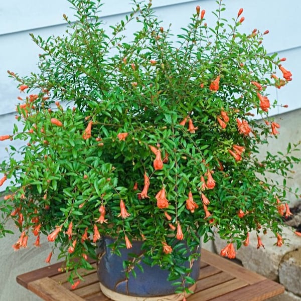 Dwarf Pomegranate Tree