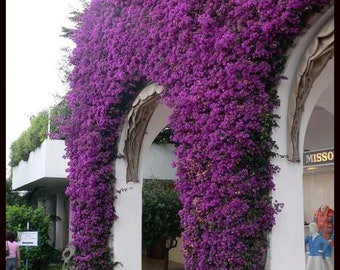 Purple Bougainvillea Trumpet Vine Flower Live Plant STARTER PLANTS in small pot 2.5" x 4" inch plants in pots Hummingbird Flowers