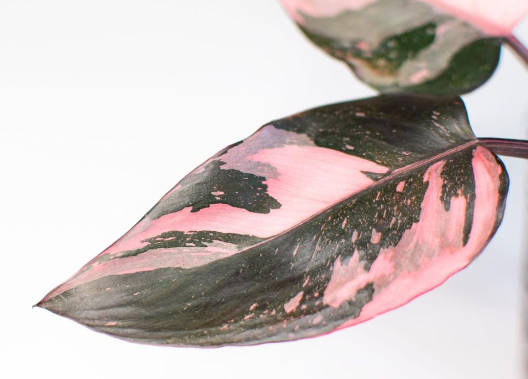 SPRING SALE - Ppp Pink Princess Philodendron Pink Plant Plants Live ...