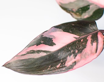 May include: Close-up of a pink princess philodendron leaf. The leaf is a mix of dark green and pink hues, with a prominent pink center and dark green edges. The leaf's texture is smooth, and the veins are visible.