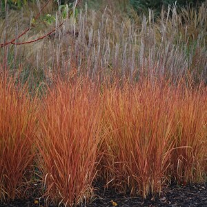 Autumn Flame Grass Purpurascens Perennial Ornamental 1 Live Plant Clumping Fast Growing Plants dormant through winter image 3