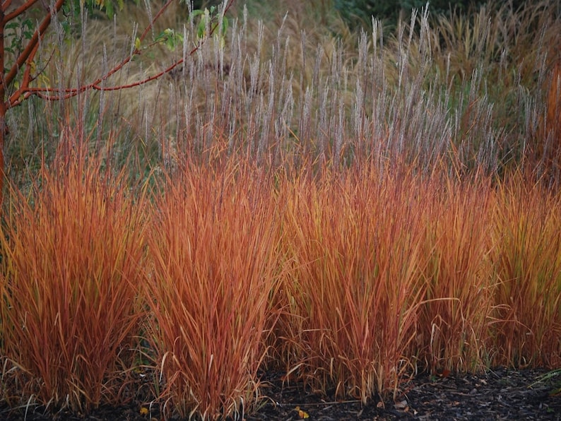 Autumn Flame Grass Purpurascens Perennial Ornamental 1 Live Plant Clumping Fast Growing Plants dormant through winter image 3