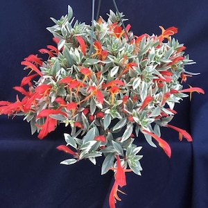 May include: A hanging basket overflowing with a vibrant plant. The plant features variegated green and white leaves, accented by bright orange, tubular flowers. The arrangement is suspended against a dark blue background, creating a striking contrast.