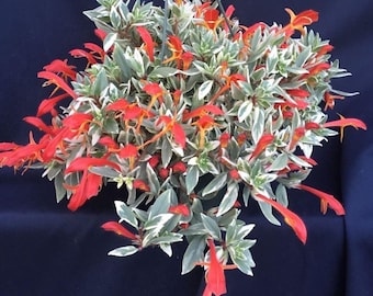 Planta rara de vid de lápiz labial rojo abigarrado, viva en maceta, regalo perfecto, planta de interior, plantas de interior - Stock limitado