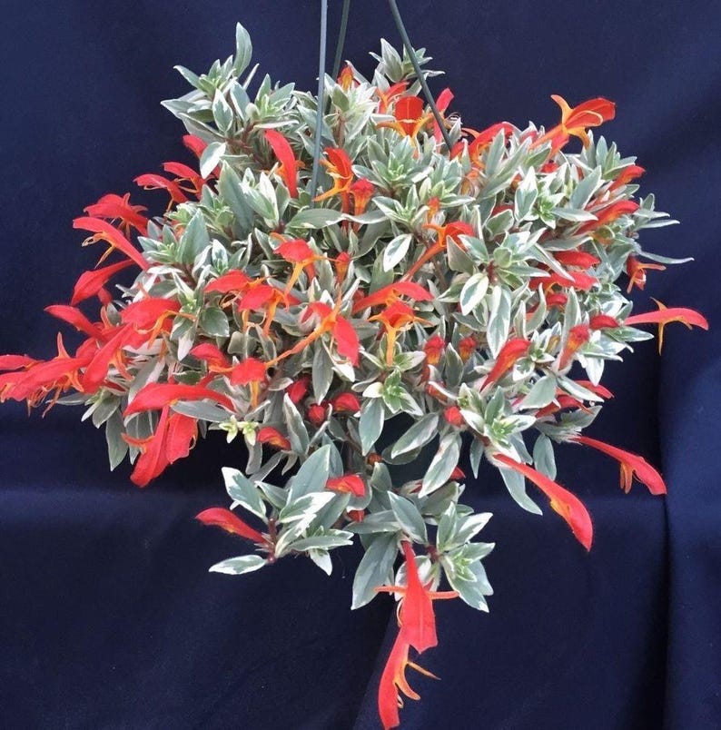 RARE Variegated Red Lipstick Vine Plant