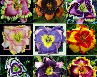 10+ Lily Flower Seeds MIX Daylily seeds Perennial Flower Collection Newest Hybrids from Last 20 Years