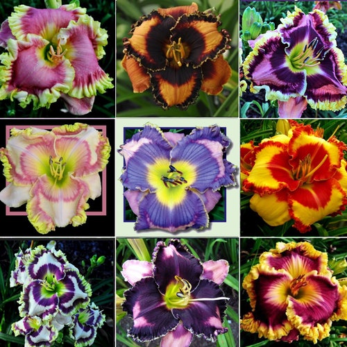 10+ Lily Flower Seeds MIX Daylily seeds Perennial Flower Collection Newest Hybrids from Last 20 Years