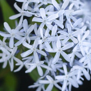 Butterscotch Threadleaf Amsonia hubrichtii BlueStar Blue Flowers Live Plant Shrubs Bush Yellow FALL Color Perennial Landscaping Plants image 5