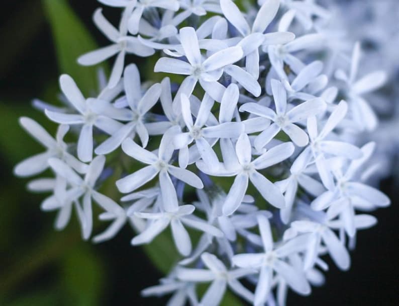 Butterscotch Threadleaf Amsonia hubrichtii BlueStar Blue Flowers Live Plant Shrubs Bush Yellow FALL Color Perennial Landscaping Plants image 5