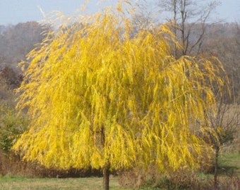 Cuttings Niobe Golden Weeping Willow Tree Fast Growing Trees No Roots